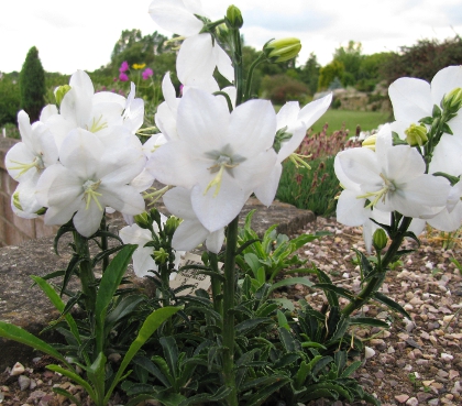 Campanula nitida 'Alba'